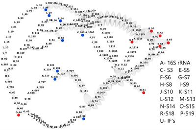 Comparative Analysis of Structural and Dynamical Features of Ribosome Upon Association With mRNA Reveals Potential Role of Ribosomal Proteins